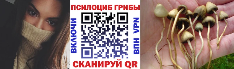 как найти наркотики  Новоульяновск  Псилоцибиновые грибы GOLDEN TEACHER 
